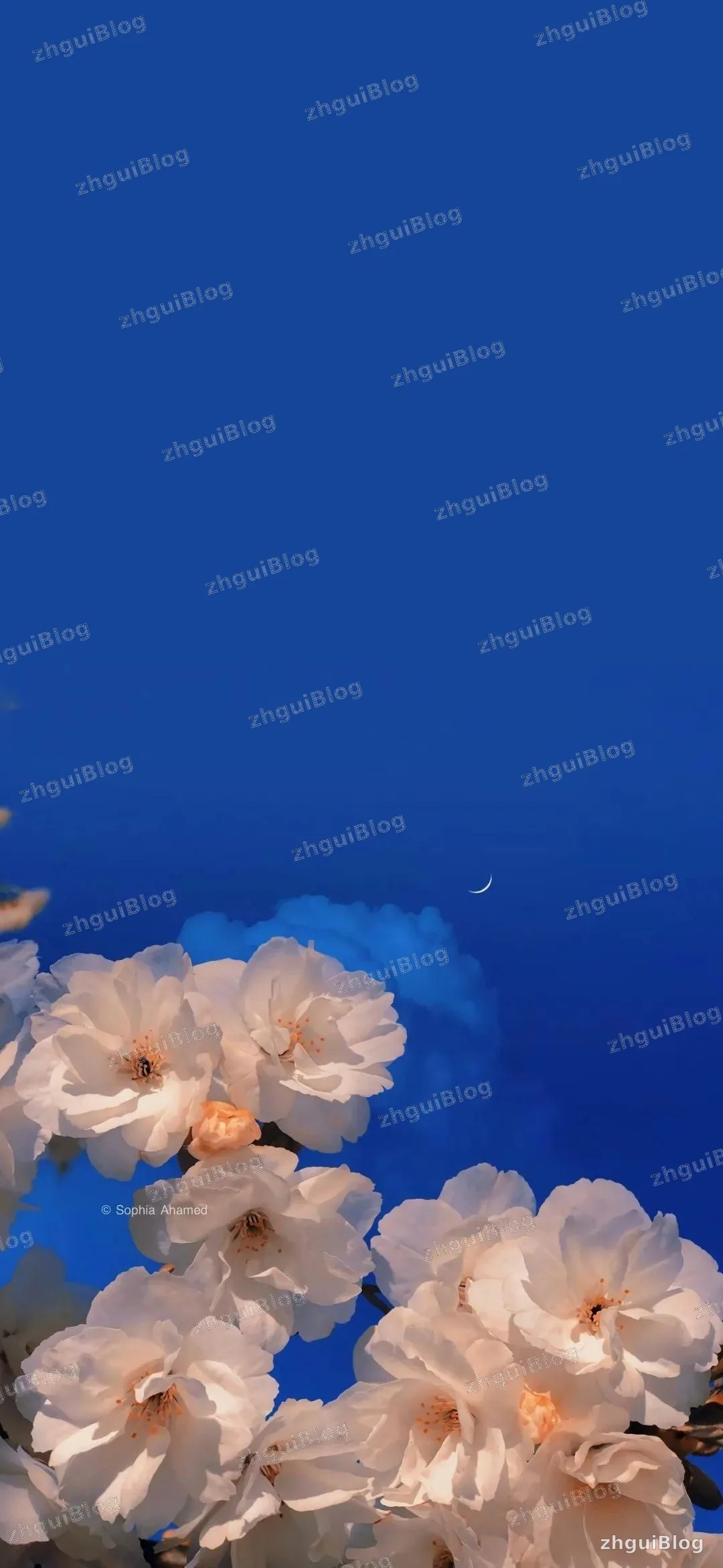 风景