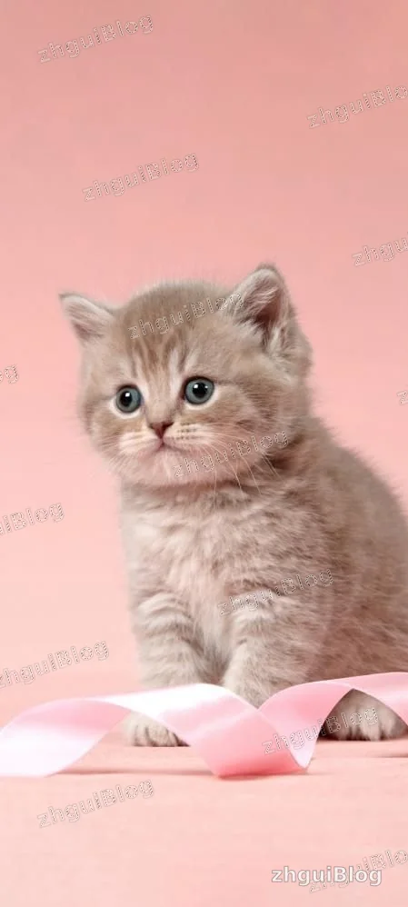 猫咪