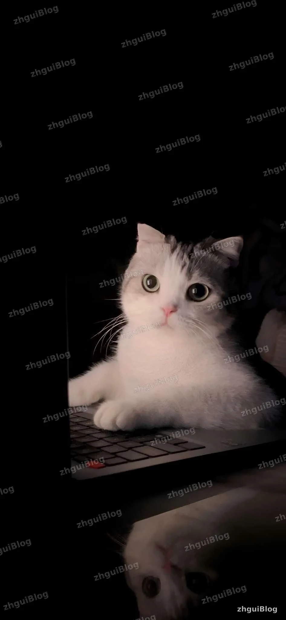 猫咪