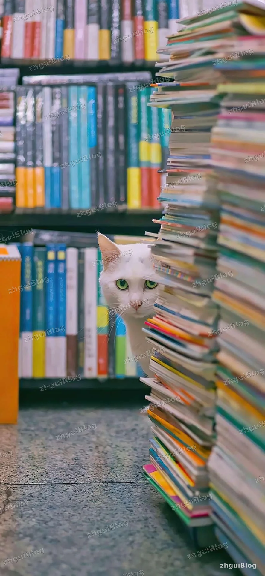 猫咪