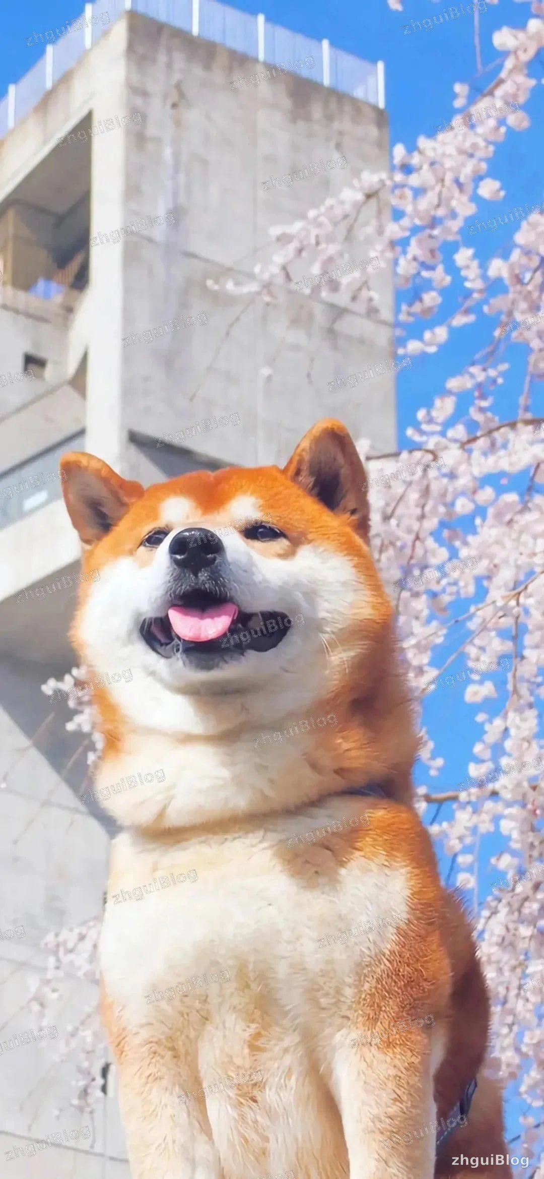 宠物狗
