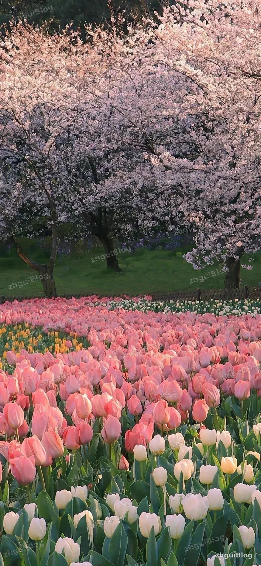 鲜花