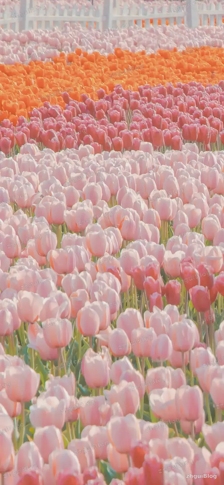 鲜花