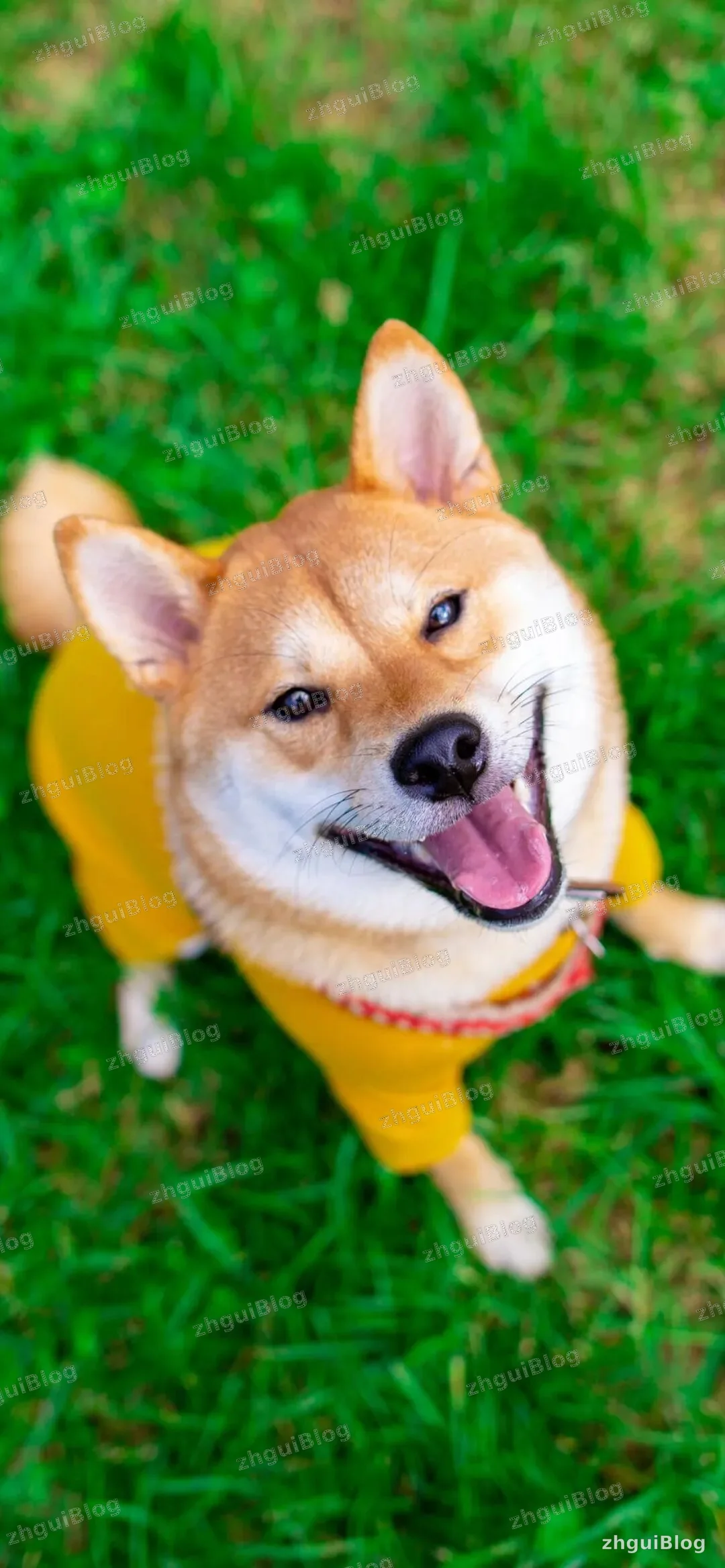 萌宠