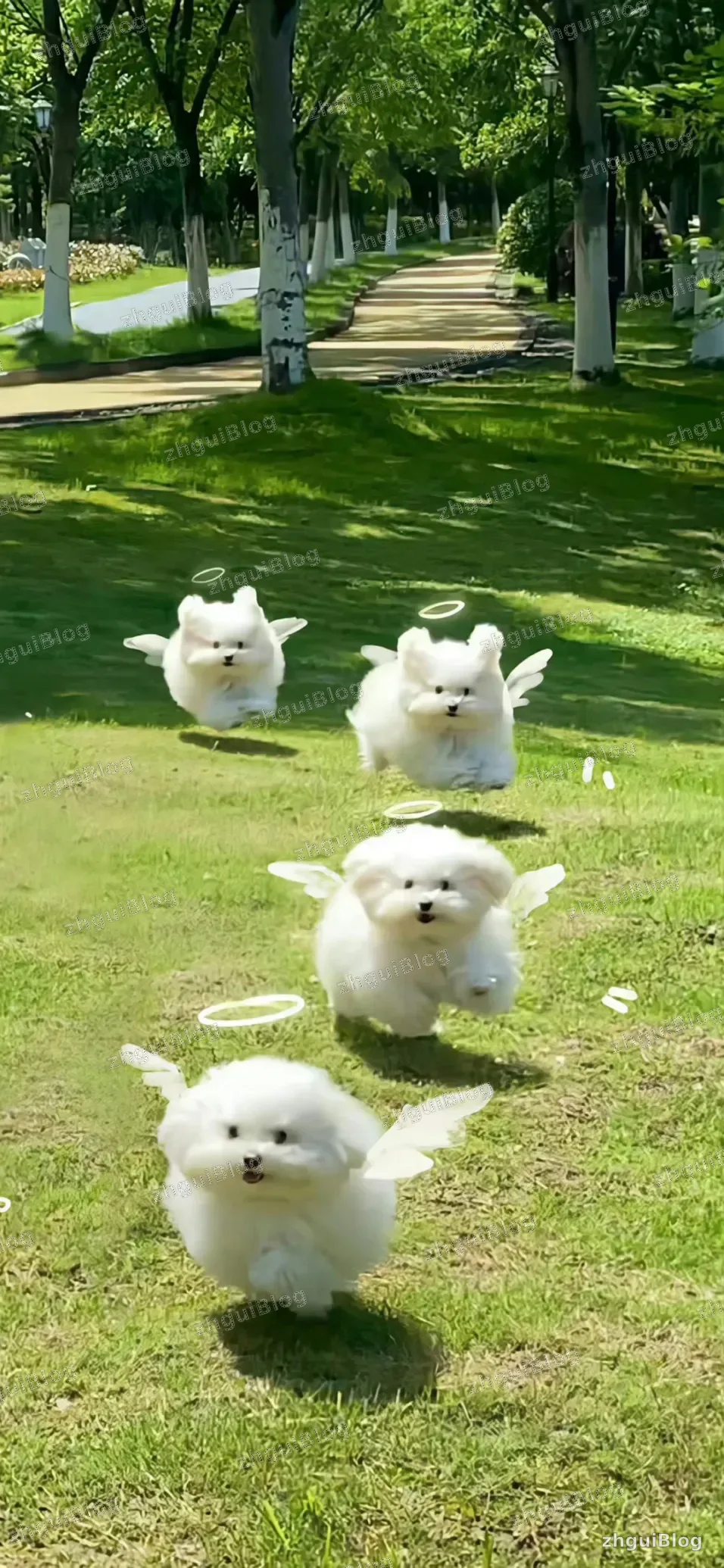 萌宠