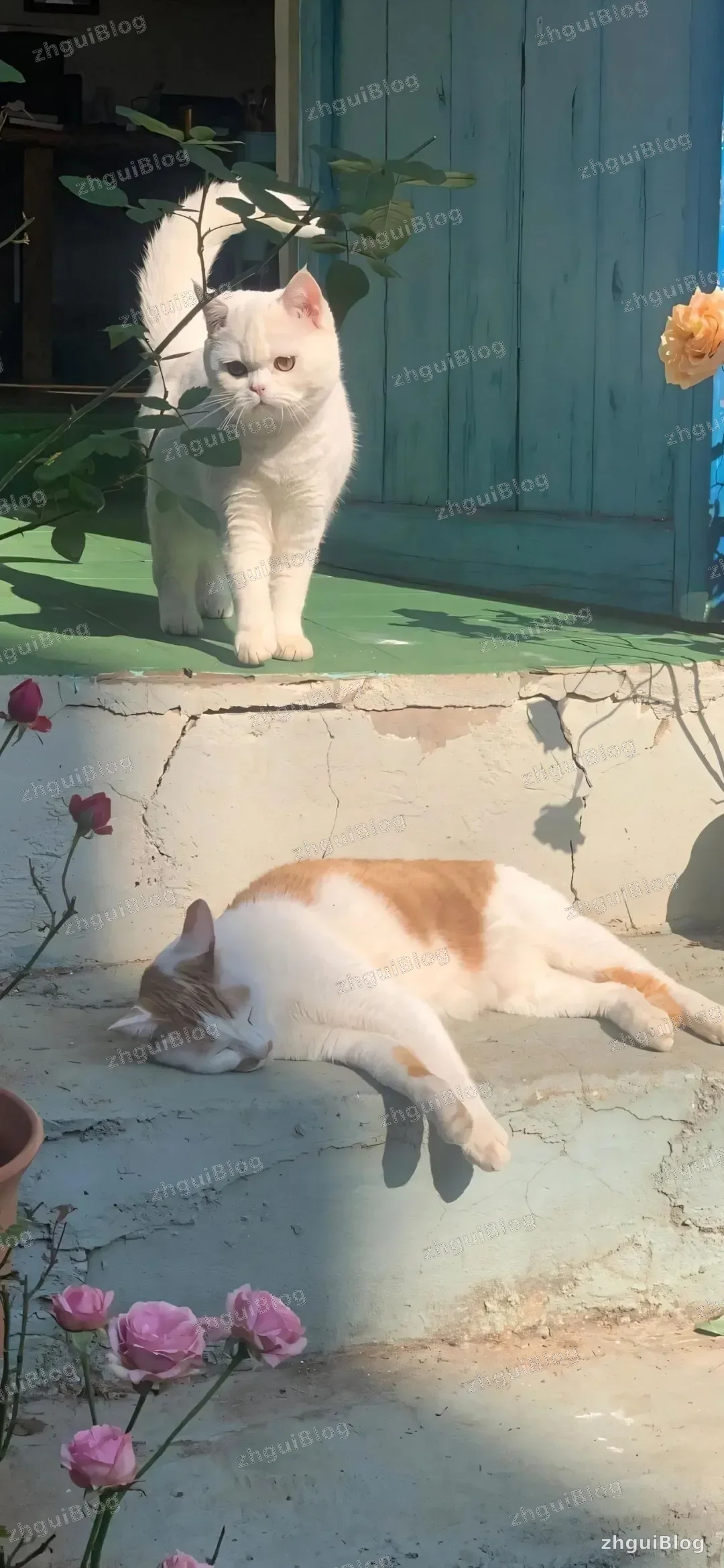 猫咪