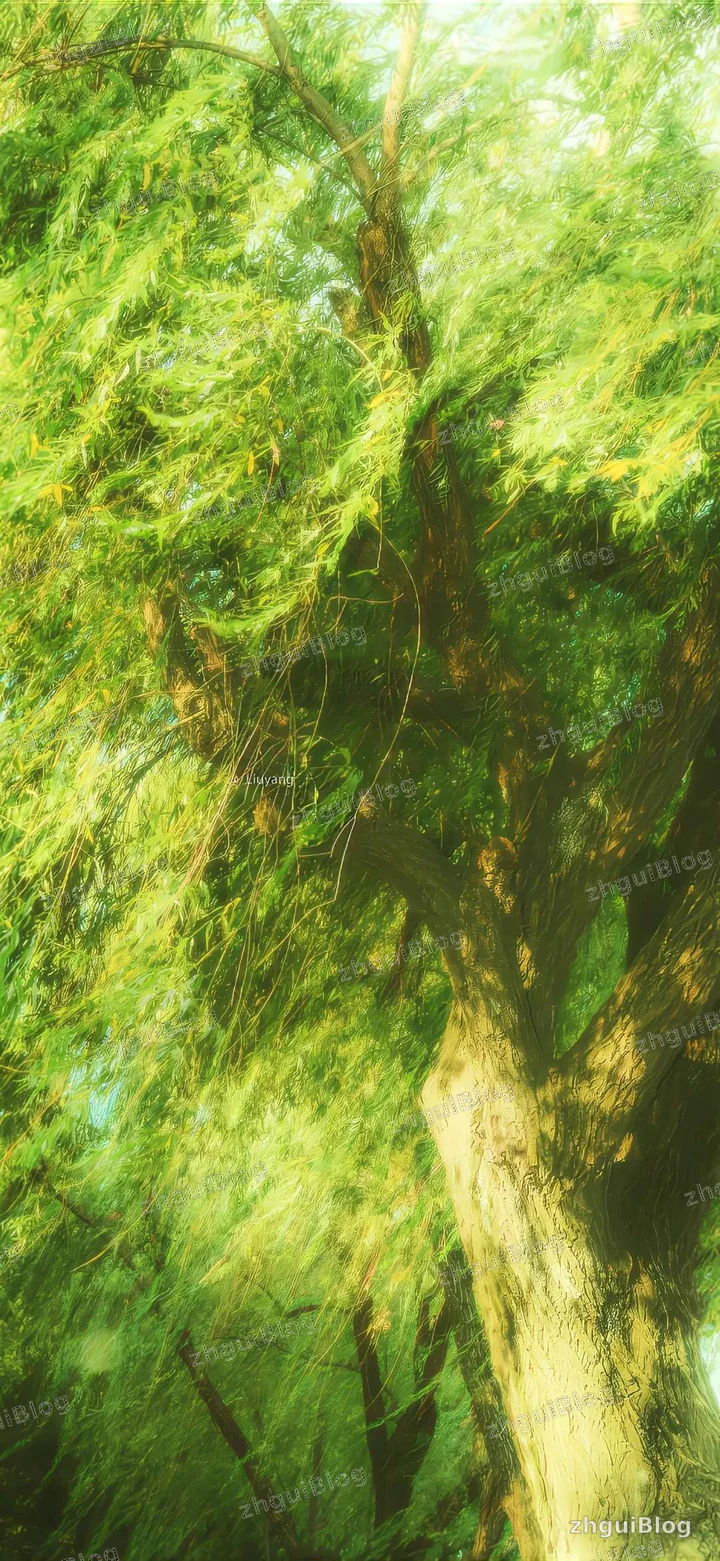 风景