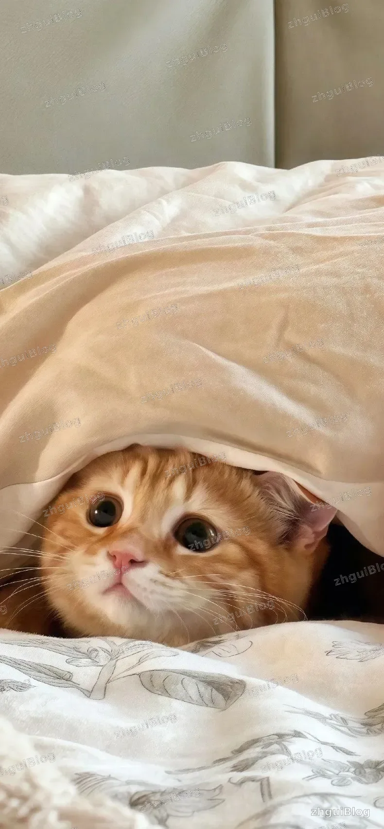 猫咪