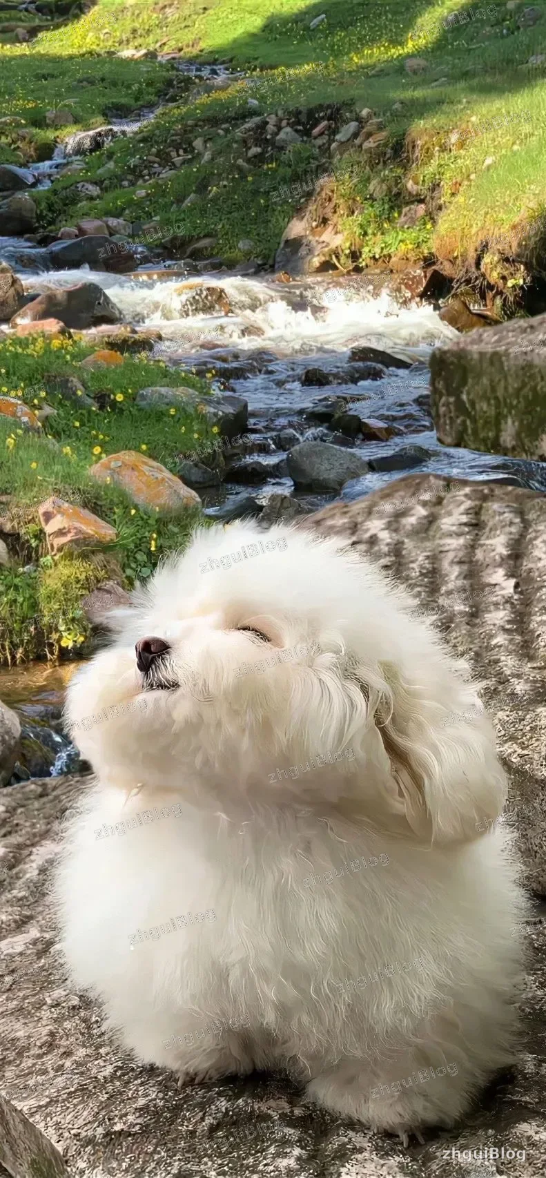 小狗