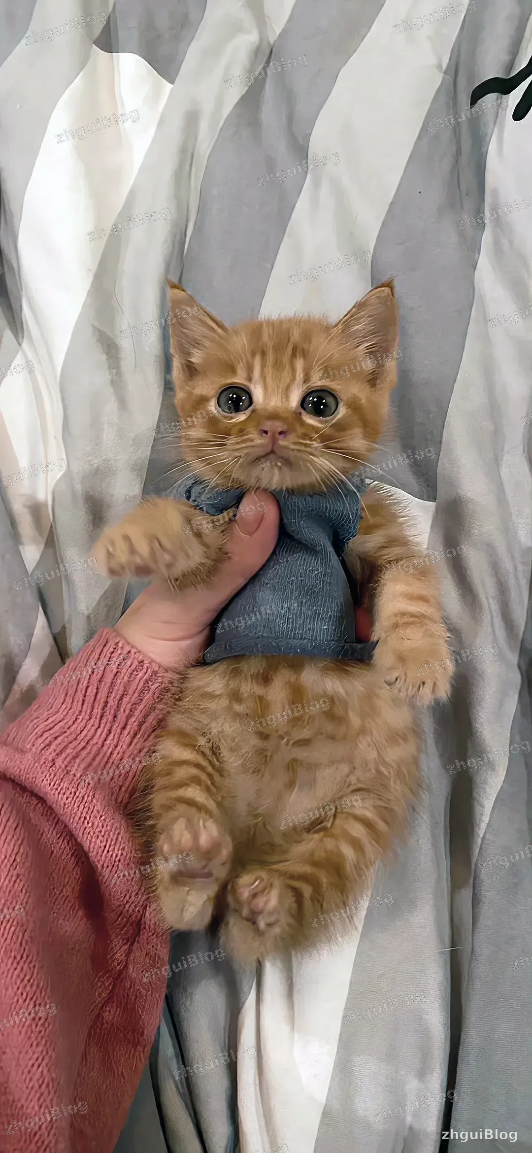 小猫