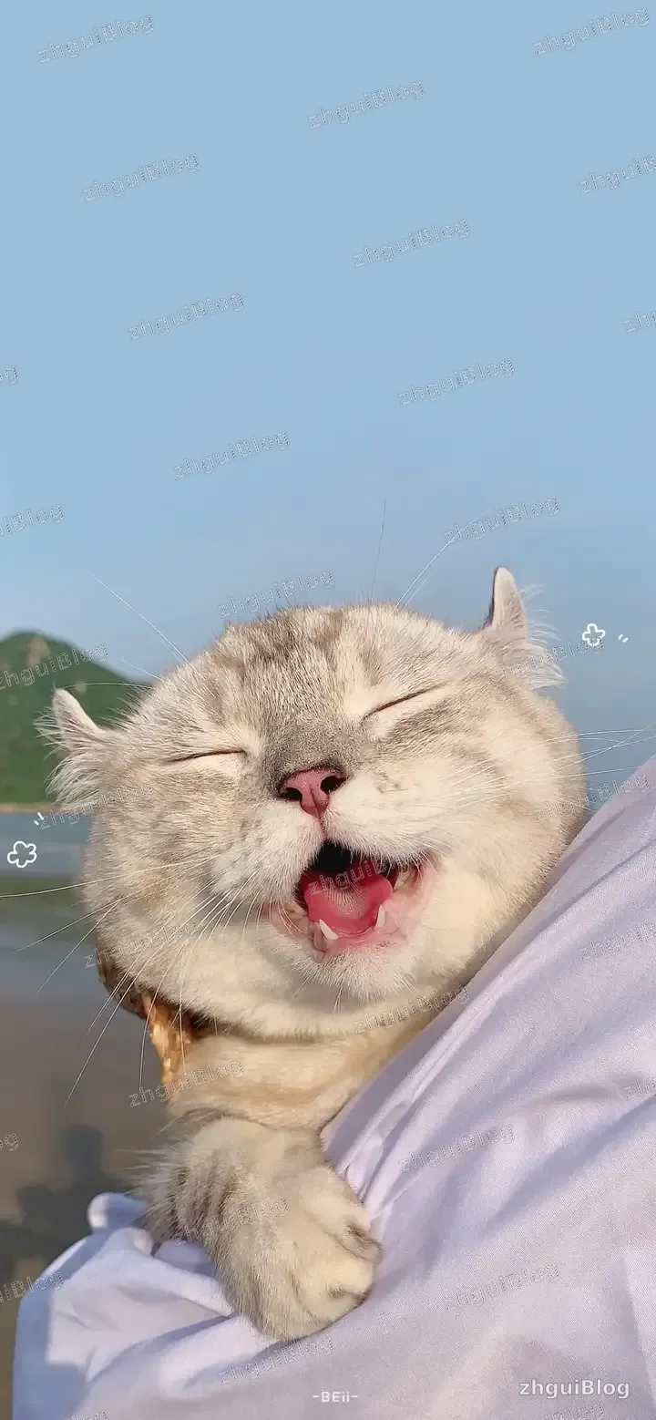 猫咪