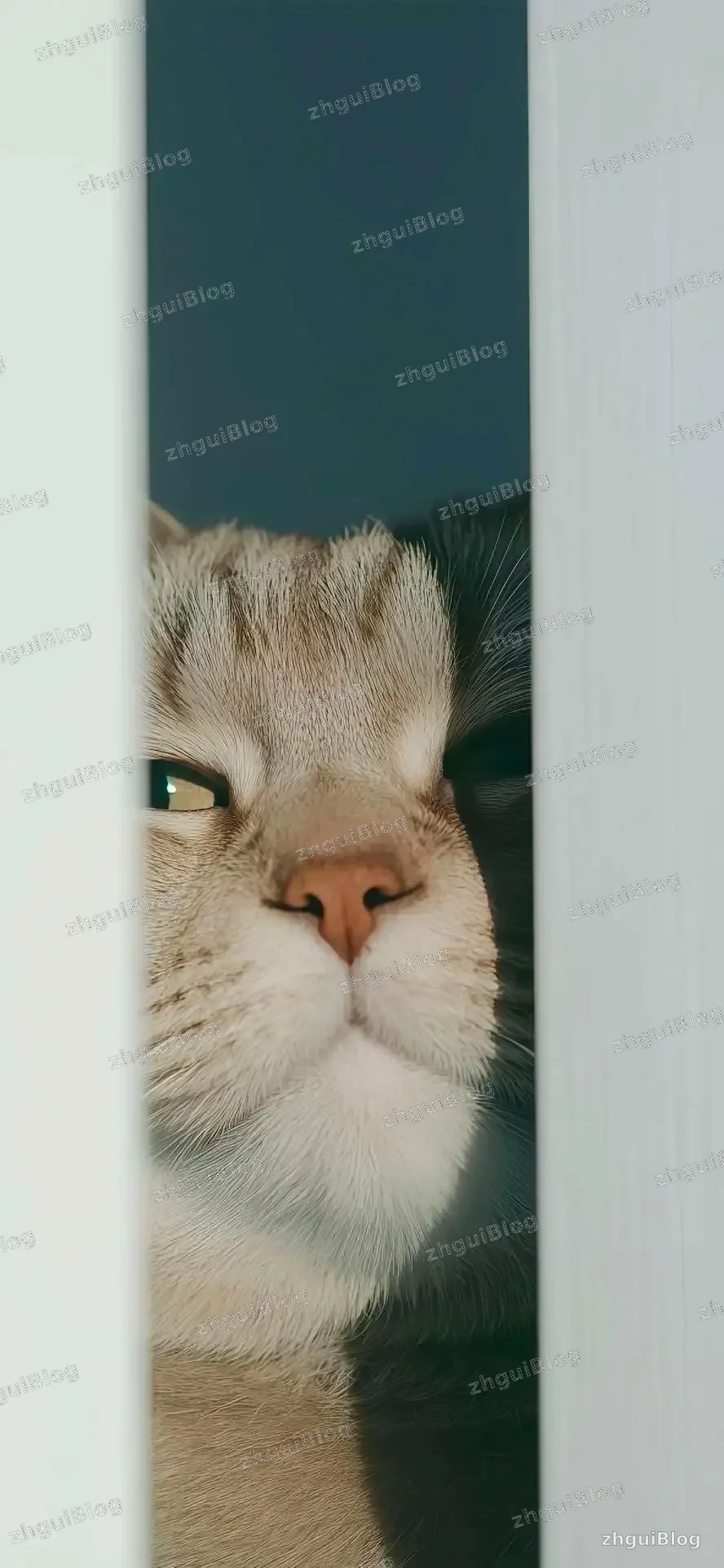猫咪