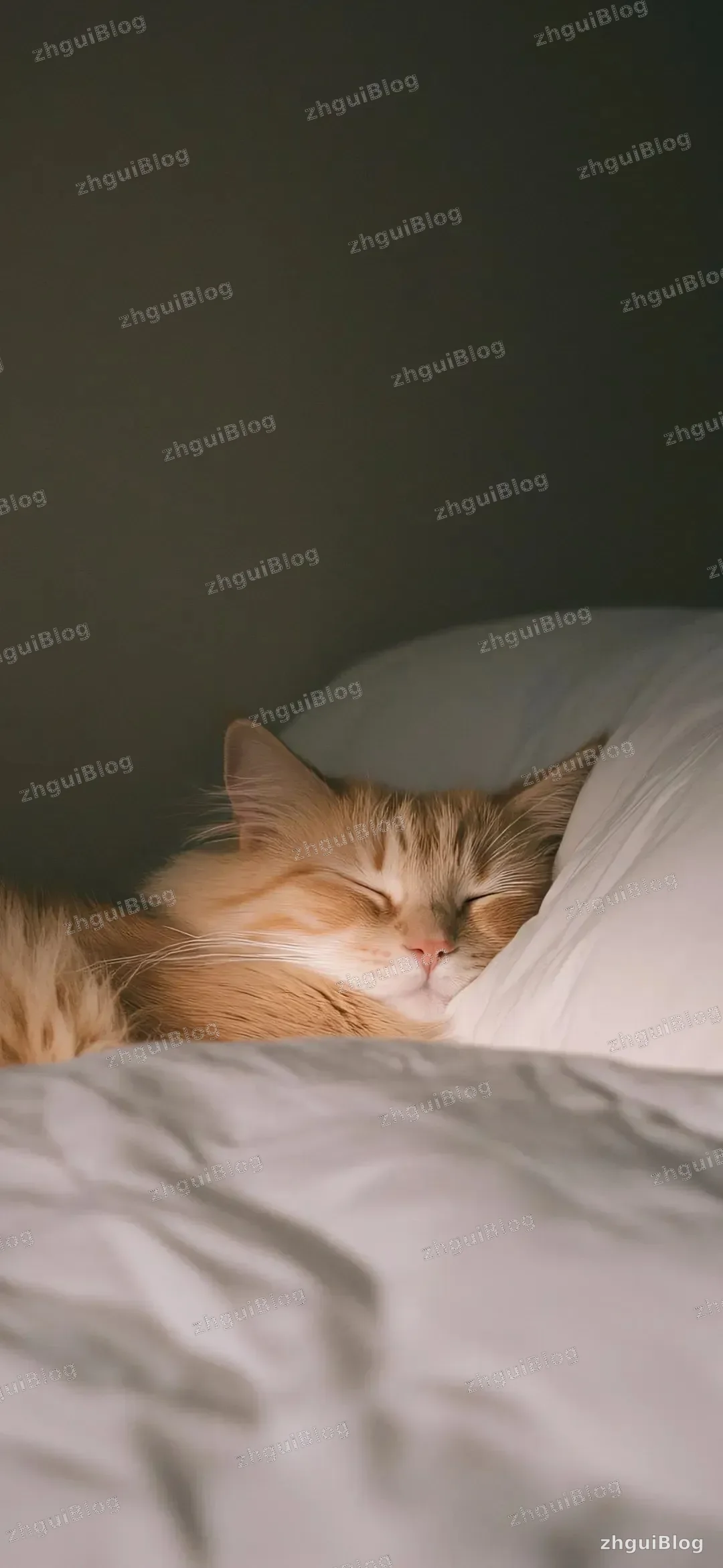 猫咪