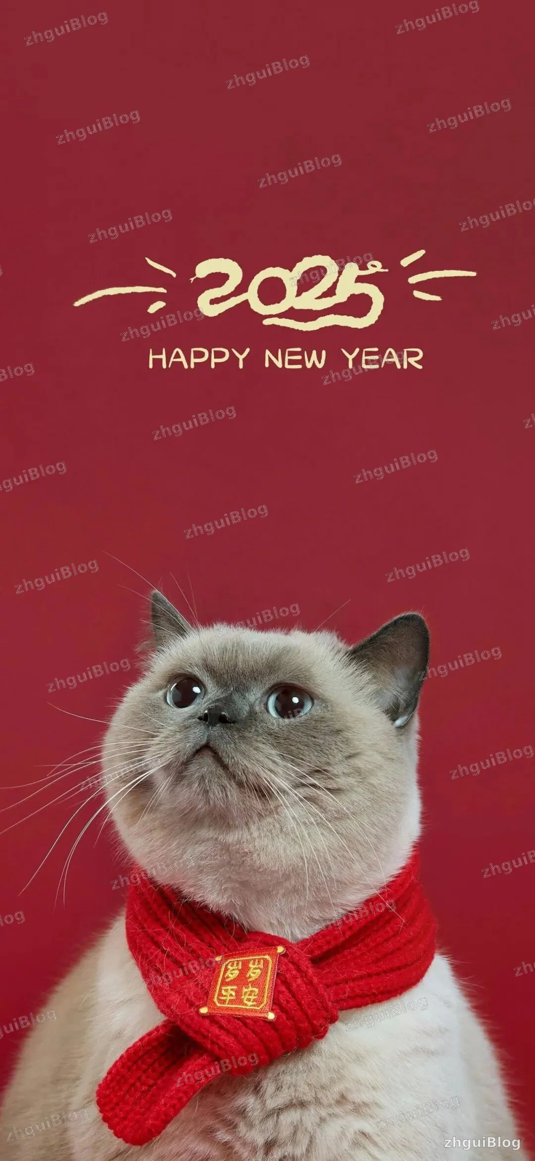 猫咪