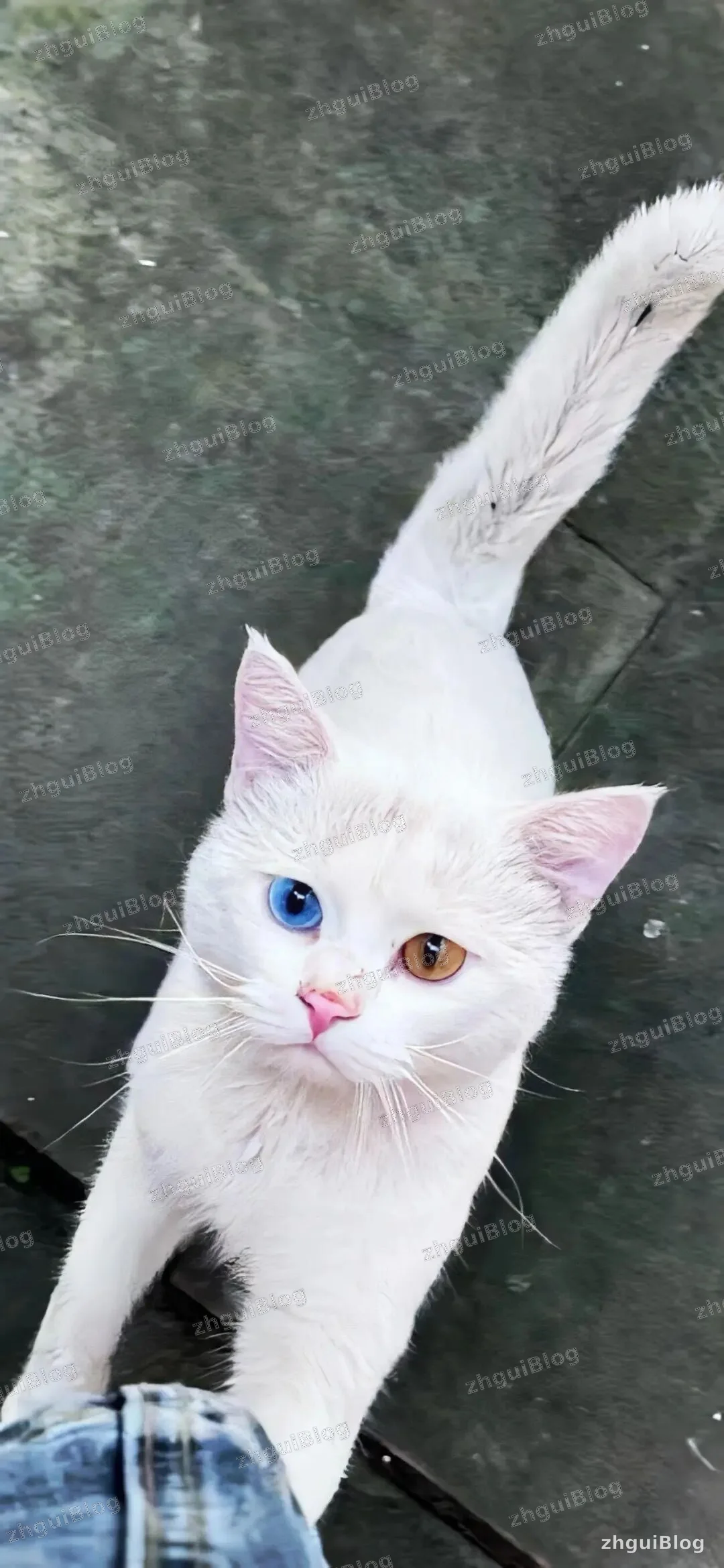 猫咪