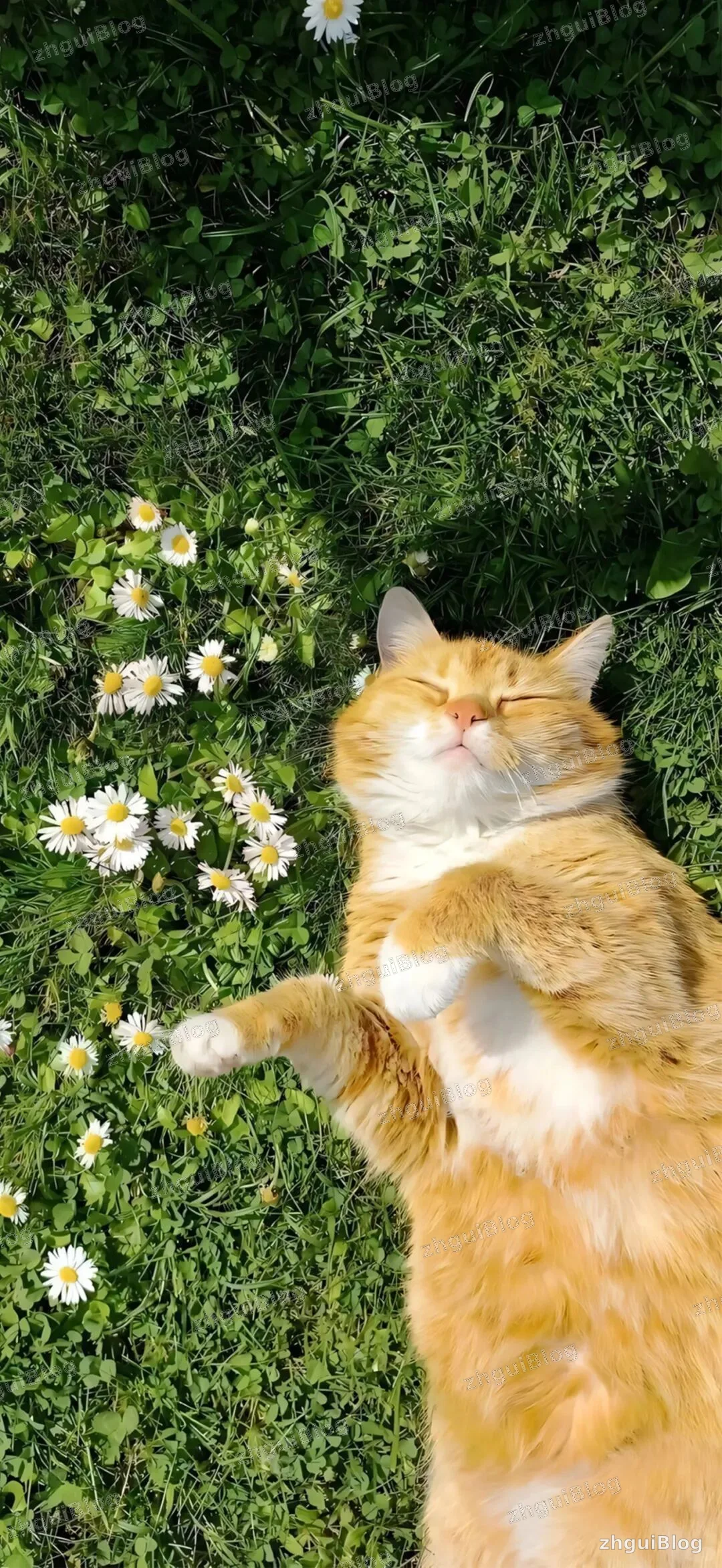 猫咪