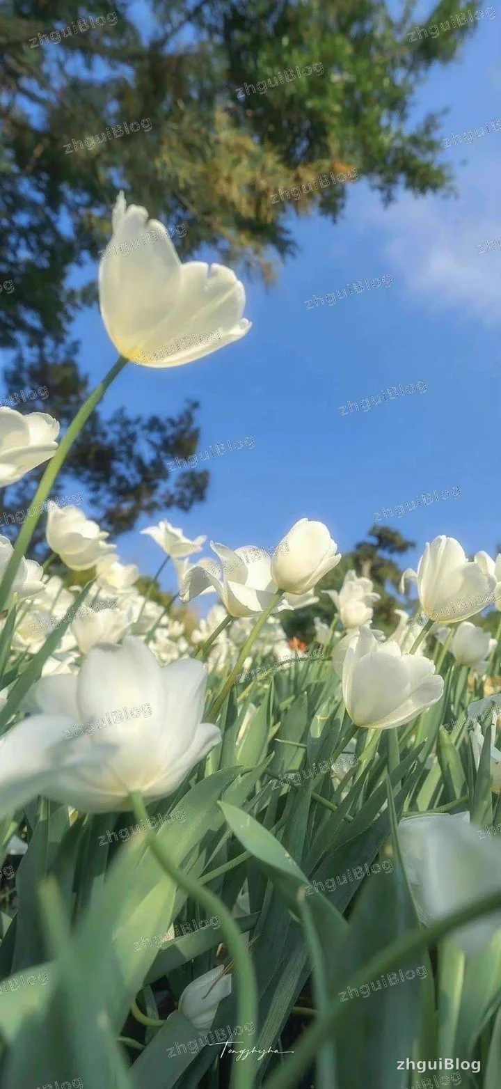 花海